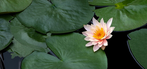 Lotus flower