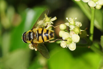 Closeup Batman hoverfly (Myathropa florea), family hoverflies (Syrphidae) on flowers of Evergreen...