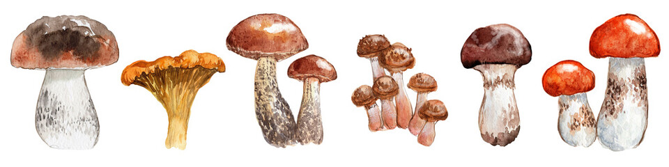 Forest edible mushrooms hand-drawn, watercolor isolated on white background