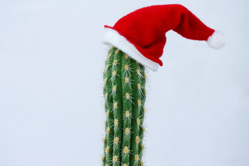 Prickly cactus in a Christmas hat. the concept of celebrating Christmas and new year