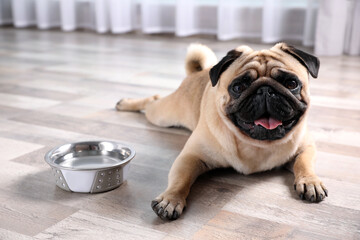 Cute pug dog suffering from heat stroke near bowl of water on floor at home - Powered by Adobe