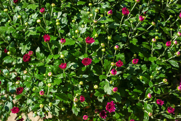 A close up of a flower garden