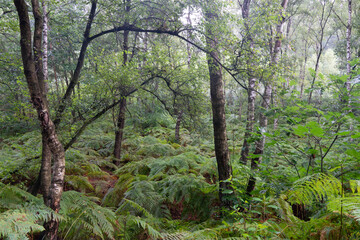 the forest