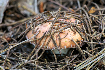 Fresh forest mushroom in pine needles, close up