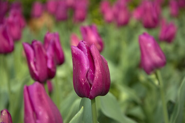 closeup of apink tulips with green bokeh background