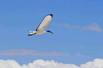 Ibis im Flug