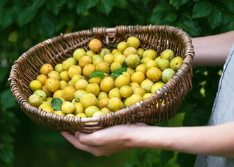 Old wicker basket full of freshly harvested organic mini yellow plums in the girls hands. Healthy food and harvesting concept. Selective focus.
