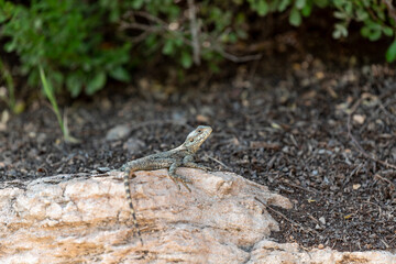 A beautiful lizard in a large desert