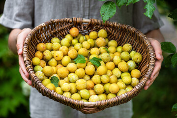 Freshly harvested organic yellow mirabelle plums in an old wicker basket. Healthy food and...