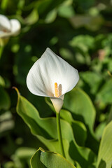 Calla lily,closeup of beautiful white flower in full bloom in spring,arum lily,gold calla