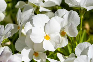 Fototapeta na wymiar White Horned violet - Latin name - Viola cornuta