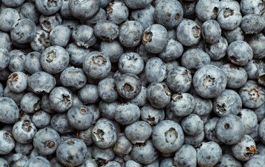 Blueberry background. Summer harvest of fresh juicy blueberries close-up 