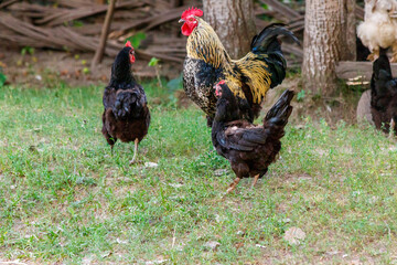 beautiful cock on grass background