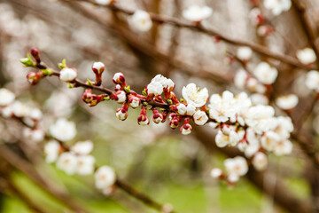 beautifully flowering cherry branches on which the bees sit