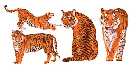 Set of realistic Amur tigers in different poses. The tiger stands, lies, walks, hunts. Animals of Asia. Panthera tigris. Big cats. Predatory mammals, an extinct animal
