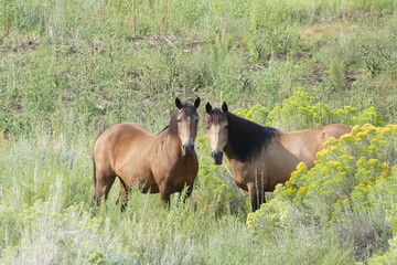 a pair of wild horses grazing in a grassy field with flowers