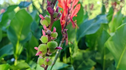 Red flower with big green leaves, Indian shot or African arrowroot, Sierra Leone arrowroot,canna, cannaceae, canna lily, Flowers at the park, nature background red Canna indica Photo wallpaper 
