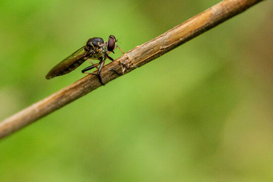 Mutuca pousada em graveto seco em fundo de cor verde e desfocado. 