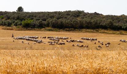 Field of dry yellow wheat and livestock of sheep and one shepherd.