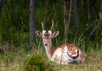 Naklejka na ściany i meble A spotted deer with horns, resting lies in the forest in the grass in a safari park. Russia, Moscow region.
