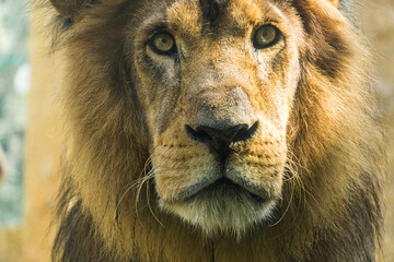 Large adult lion, the largest of the cats, in a bio park.