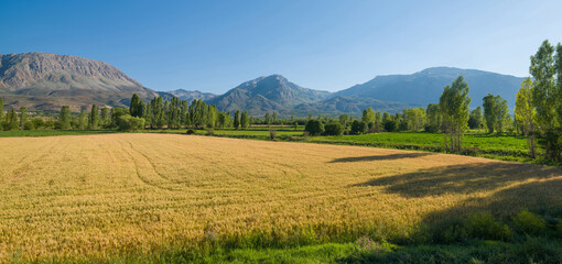Fototapeta na wymiar Rural landscape with wheat field with mountains on background.