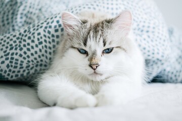 White cat with blue eyes sleeping in bed         
