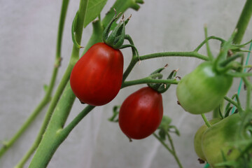 Tomatoes ripen on a branch in a home greenhouse. Growing organic vegetables in the garden of a garden house