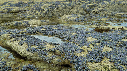View on rocks during low tide covered with blue mussels (mytilus edulis) - Bretagne, France