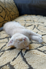close-up of a small creamy British Shorthair cat sleeps on the sofa