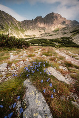 Mountain valley full of Wahlenbergovo lake and blooming flowers and a sidewalk leading to the valley. High Tatras national park , Furkotska dolina, Slovakia landscape. © Zedspider