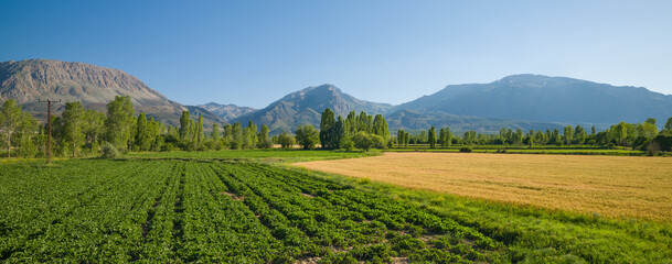 Fototapeta na wymiar Rural landscape with wheat and beet fields
