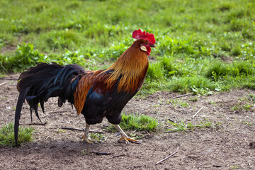 A rooster walks on the ground among the grass in summer.