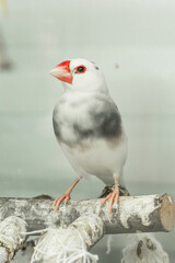 Beautiful peral
Amadins birds in cage