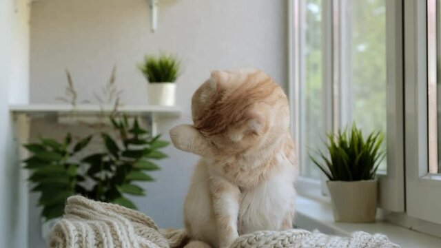 Cute red cat breed Scottish fold licks itself. Pet sitting on a cozy beige chunky knit scarf. Animal uses a dampened forepaw to scrub face, head and redampens her paw by licking after every few swipes