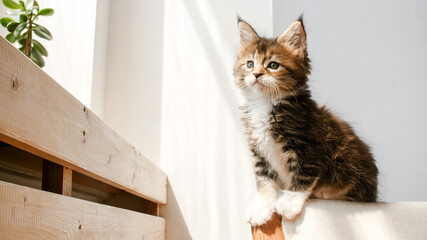 Striped Grey Kitten sits on the sofa in the lights of a sun. Cat hunt. Kitten moving stealthily. High quality photo