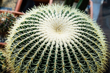 Cactus close-up, exotic botanical background. Home growing and care concept