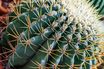 Close-up of cactus thorns and spines, background. Succulent plant