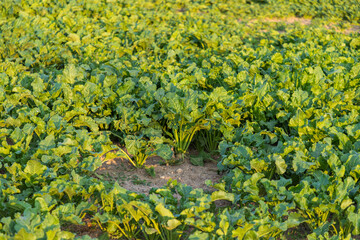 Sugar beet cut with leaves