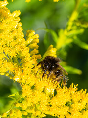 Hummel auf Goldrute 2