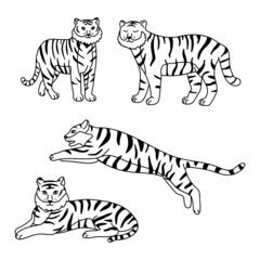 Set of big tigers. Collection of portraits of predatory wild cats. Set of wildlife and fauna dwellers. Black and white vector illustration on a white background. 