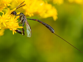 Schlupfwespe auf Goldrute 1