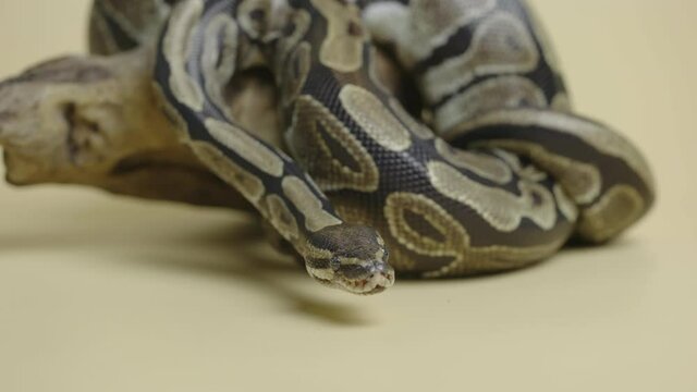 Royal Python or Python regius on wooden snag in studio against a beige background. A snake with a spotted pattern crawling and looking at the camera. Scaly reptile twisted in a curl. Close up.