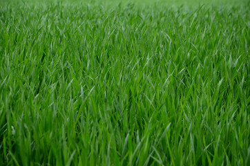 green grass background