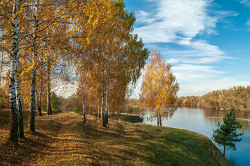Fototapeta premium Birch grove brightly lit by sunlight on the shore. Selective focus.