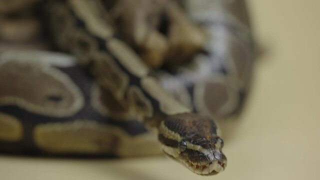 Royal Python or Python regius on wooden snag in studio against a beige background. A snake with a spotted pattern crawling and looking at the camera. Scaly reptile twisted in a curl. Close up.