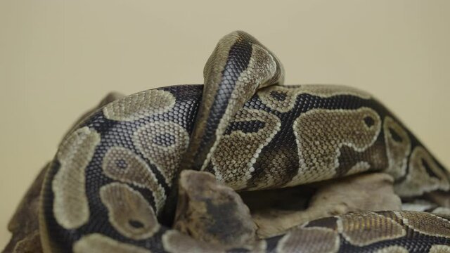 Royal Python or Python regius on wooden snag in studio against a beige background. A snake with a spotted pattern crawling and looking at the camera. Scaly reptile twisted in a curl. Close up.