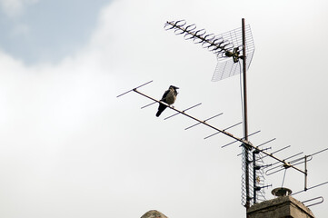 Duży ptak kruk wrona siedzący na antenie na kominie - obrazy, fototapety, plakaty