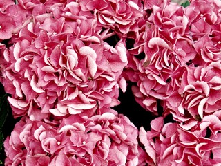 Nahaufnahme bunte Blume