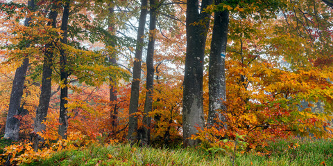 autumn forest on a misty morning. beech trees in colorful foliage. beautiful nature background. rainy weather